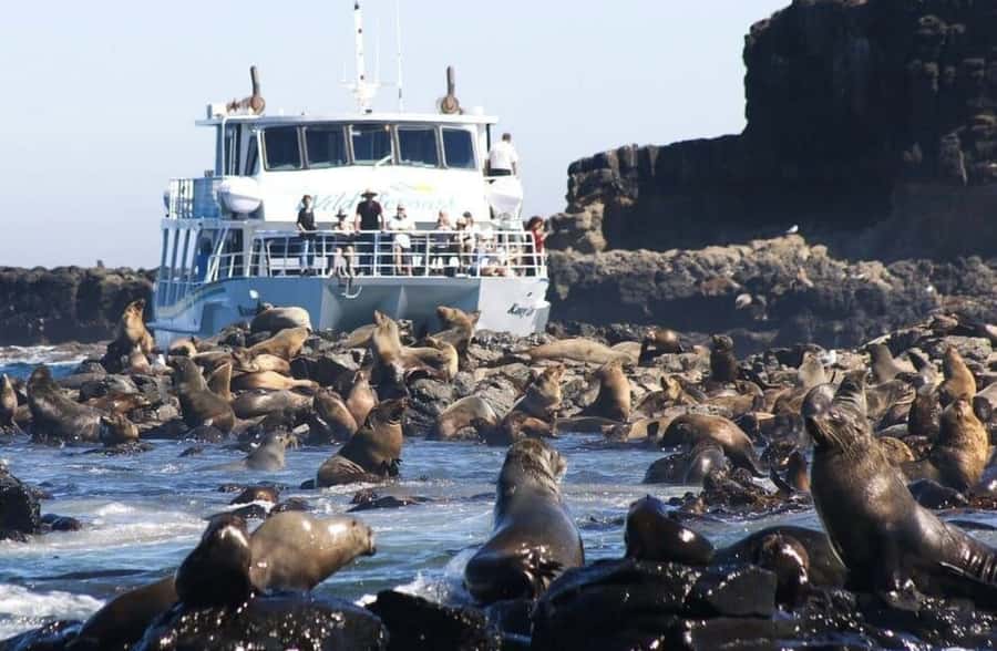 Melbourne: Phillip Island Tour w/ Hop-on Bus or Seal Cruise - Key things to know before booking
