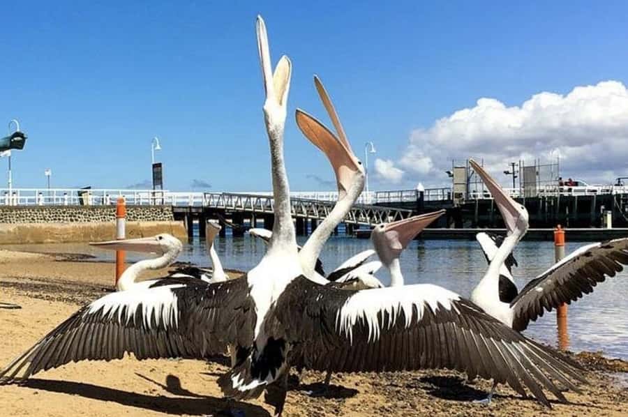 Melbourne: Phillip Island Tour w/ Hop-on Bus or Seal Cruise - Choosing the Explorer Route by bus