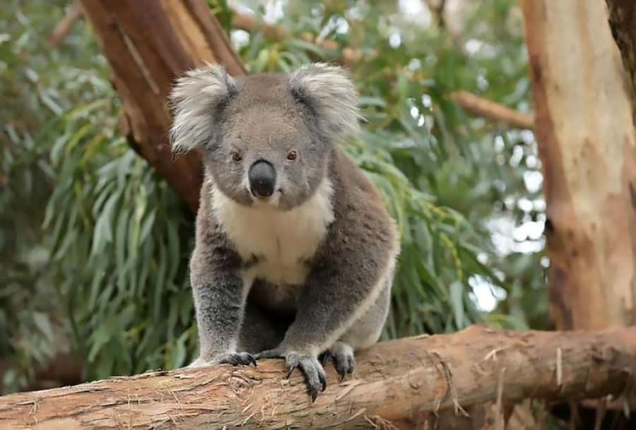 Melbourne: Phillip Island Tour w/ Hop-on Bus or Seal Cruise - Golden Hour at The Nobbies