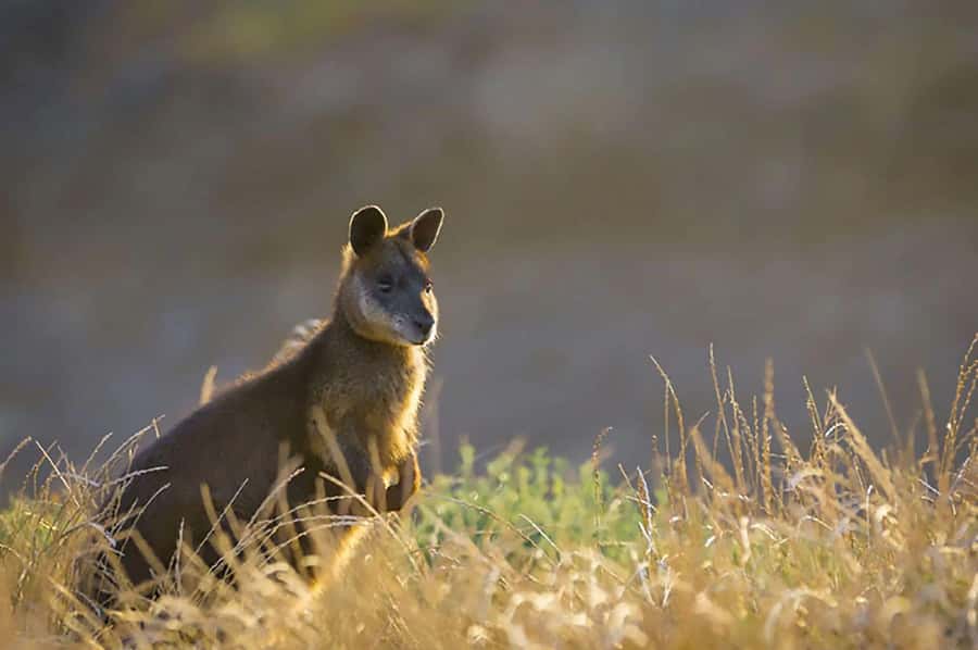Melbourne: Phillip Island Tour w/ Hop-on Bus or Seal Cruise - What is included, and what costs extra