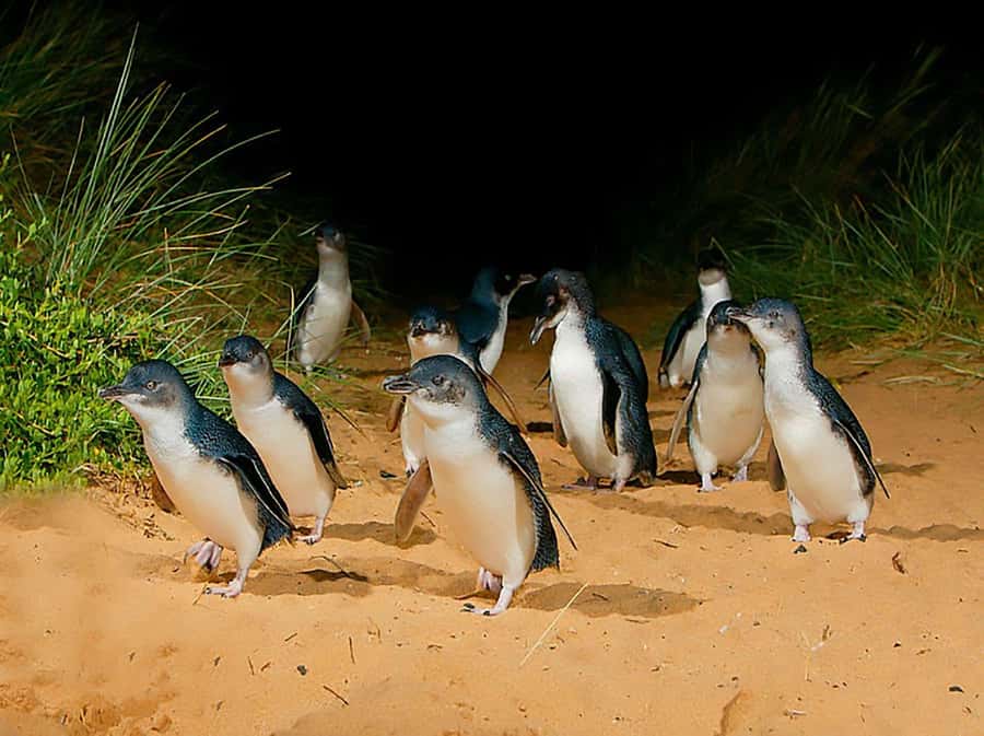 Melbourne: Phillip Island Tour w/ Hop-on Bus or Seal Cruise - The morning start at Arts Centre Melbourne