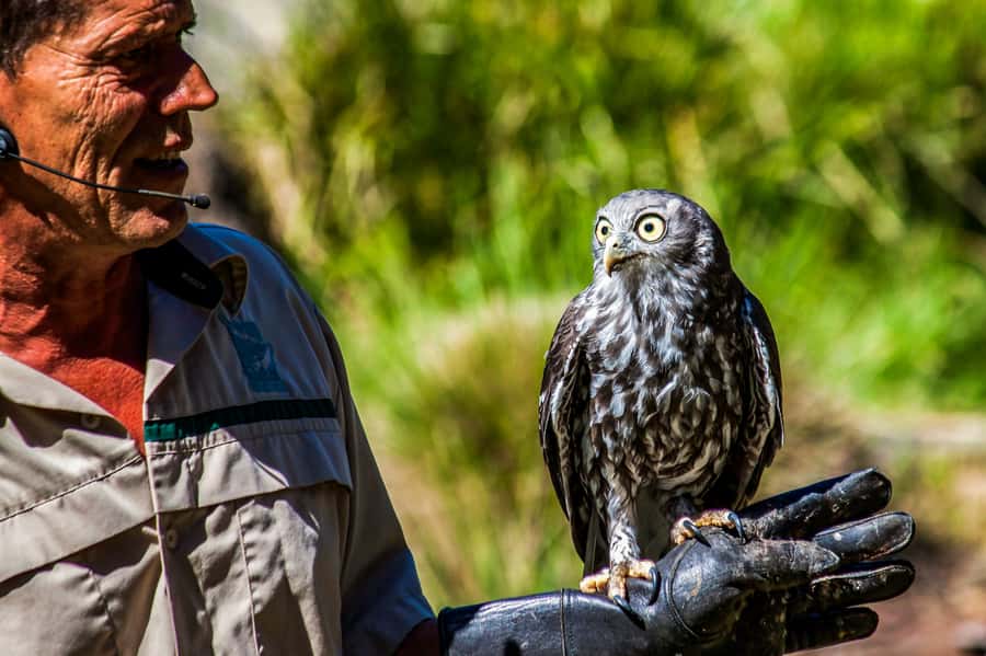 Melbourne: Puffing Billy & Healesville Sanctuary Scenic Tour - Key points to know before booking