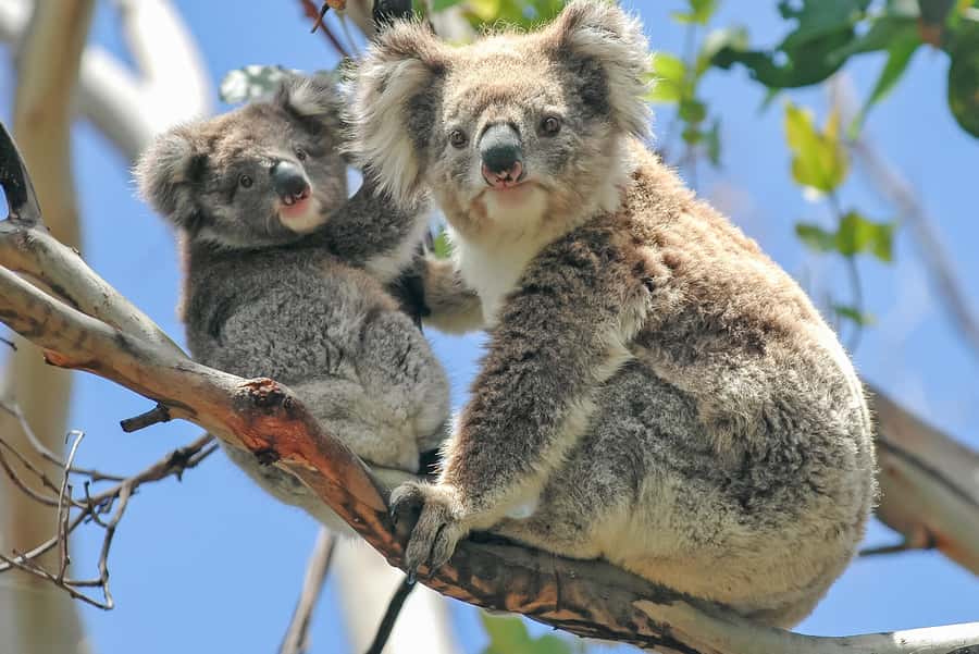 Melbourne: Puffing Billy & Healesville Sanctuary Scenic Tour - Why this day trip works so well from Melbourne