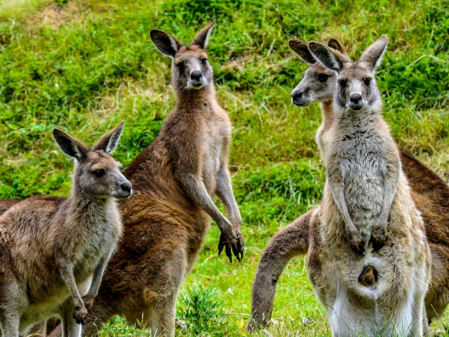 Melbourne: Puffing Billy & Healesville Sanctuary Scenic Tour - Emerald Lake gives the schedule a pause