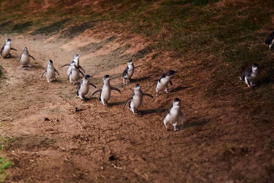 Melbourne: Puffing Billy Penguin Parade Brighton Boxes Tour - The Nobbies: rugged coast and a flexible schedule