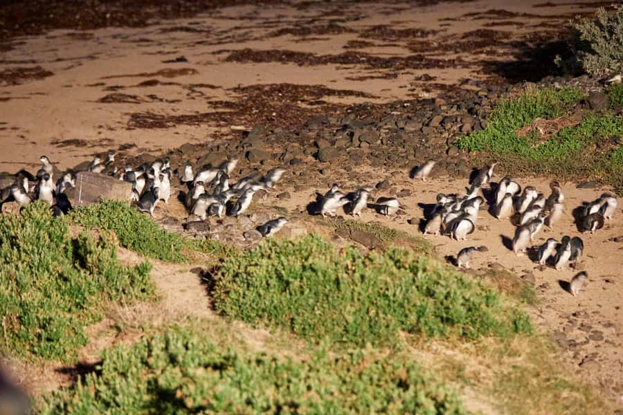 Melbourne: Puffing Billy Railway & Penguin Parade Day Tour - How the timing shapes the day
