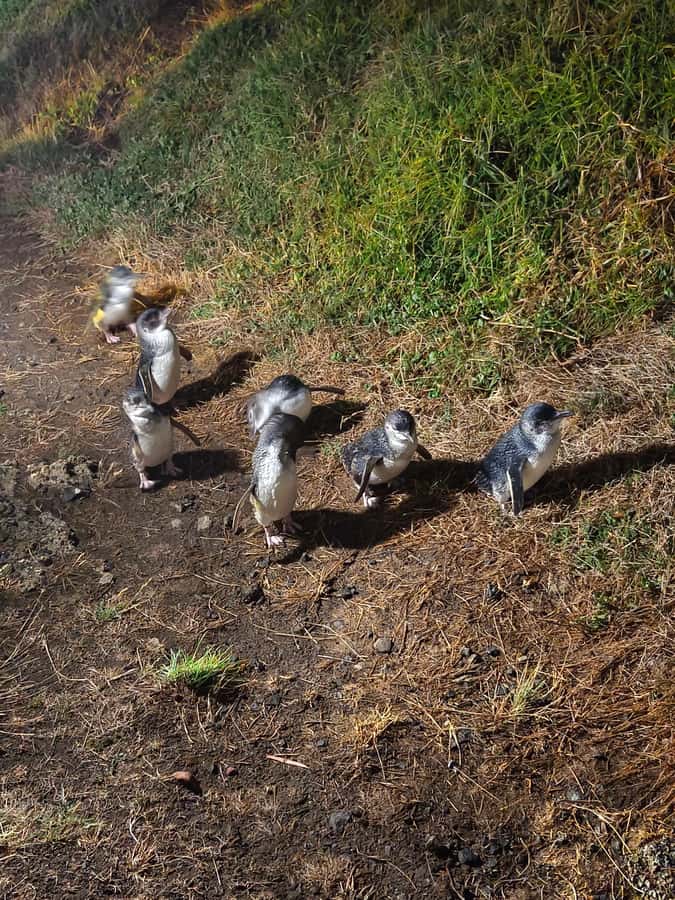 Melbourne: Puffing Billy Train and Penguin Island Day Tour - A steam train first, then penguins after dark
