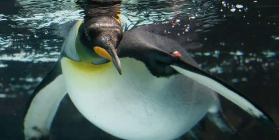 Melbourne: SEA LIFE Aquarium Entrance Ticket - Stingrays, sharks, and the 2.2 million litre Oceanarium