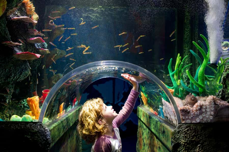 Melbourne: SEA LIFE Aquarium Entrance Ticket - Pinjarra, the saltwater crocodile
