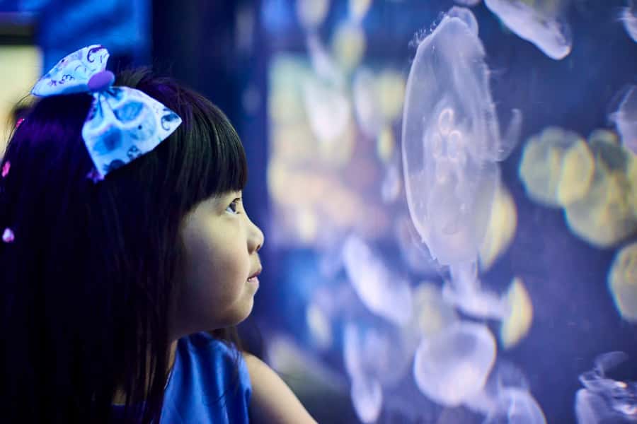 Melbourne: SEA LIFE Aquarium Entrance Ticket - Antarctic penguins and the final stretch