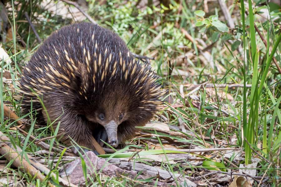 Melbourne to Adelaide: 2-Day Overland Explorer Tour - Halls Gap at sunrise: kangaroos and bird calls