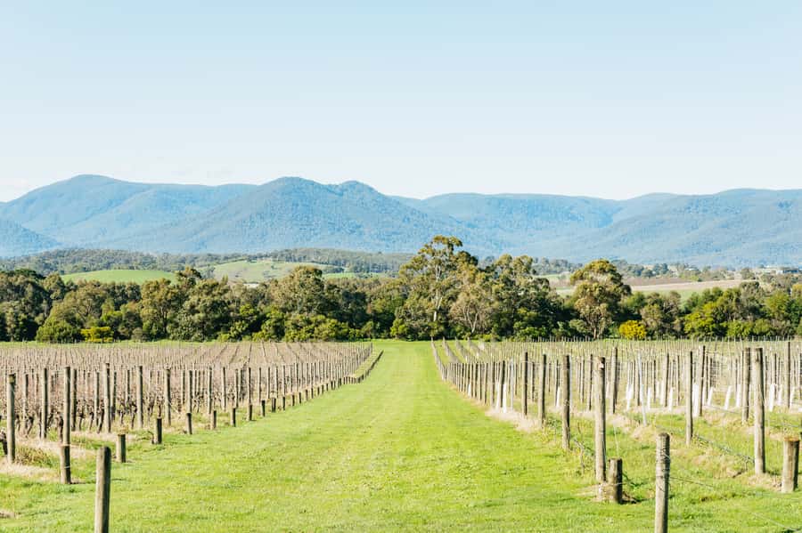 Melbourne: Yarra Valley Wine, Cider, Gin, Beer, & Choc Tour - Who will enjoy the day most