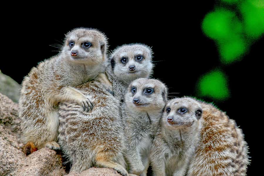 Melbourne Zoo: 1-Day Entry Ticket - The Butterfly House and smaller encounters