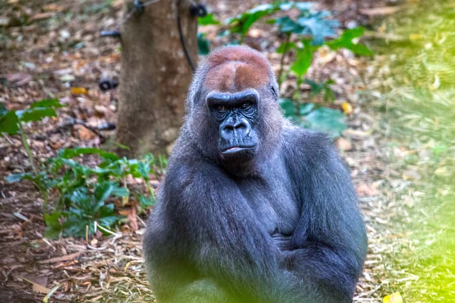 Melbourne Zoo: 1-Day Entry Ticket - Australian bushland and native wildlife