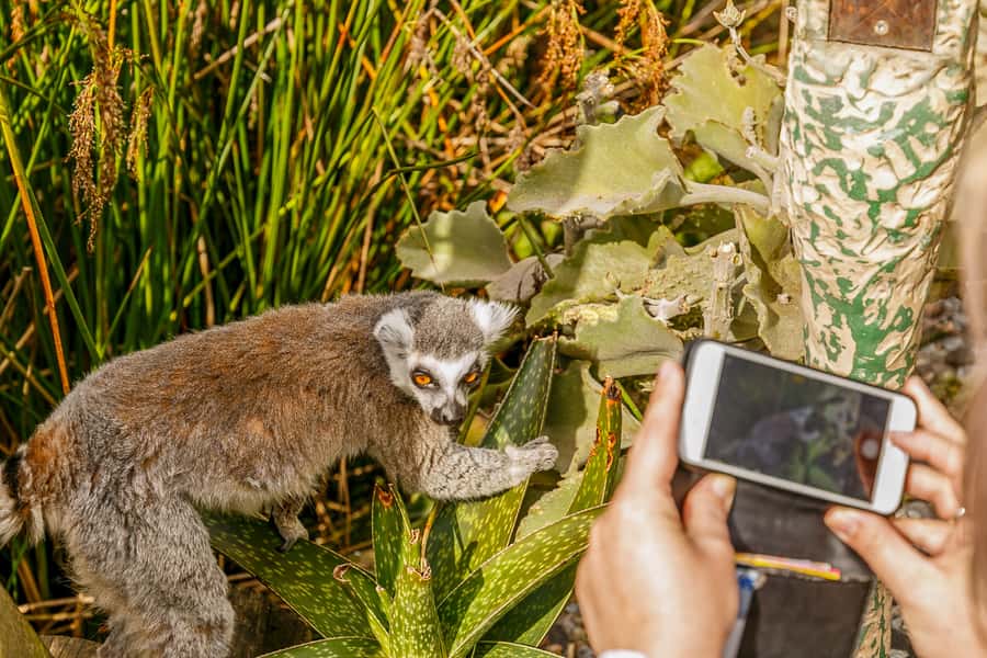 Melbourne Zoo: 1-Day Entry Ticket - What your one-day ticket includes