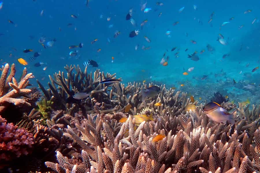 Mission Beach: Outer Great Barrier Reef & Dunk Island Tour - The ride to the Outer Great Barrier Reef