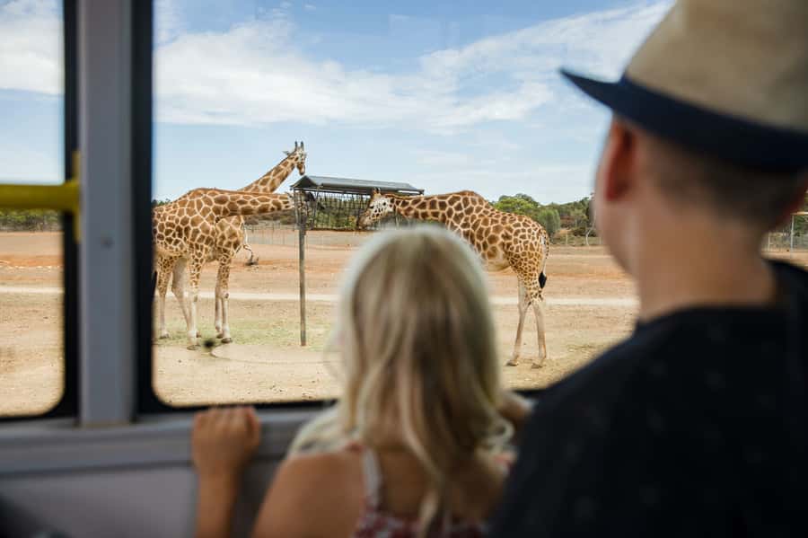Monarto Safari Park: General Admission Tickets - Riding the Zu-loop bus between viewing platforms