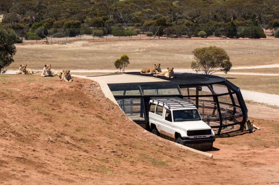 Monarto Safari Park: General Admission Tickets - Starting at the entrance and planning your route