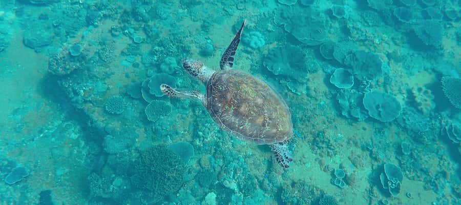 Mooloolaba: Snorkel with Turtles Mudjimba Island - How the $63 price works out
