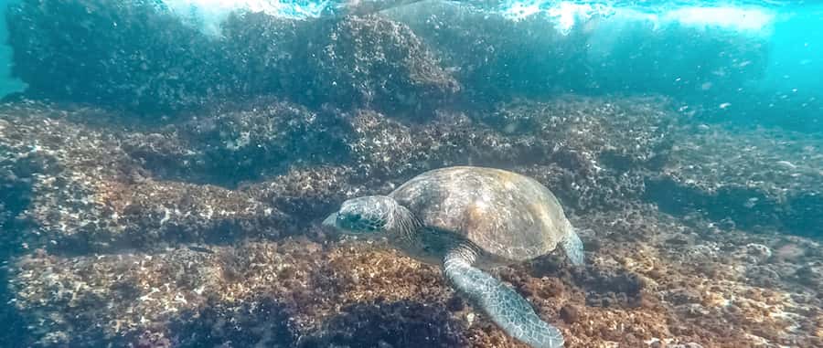 Mooloolaba: Snorkel with Turtles Mudjimba Island - Who should book this Mooloolaba snorkel trip