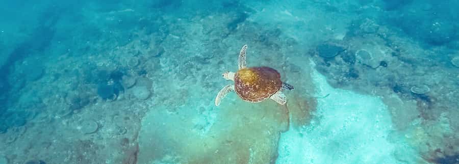 Mooloolaba: Snorkel with Turtles Mudjimba Island - From calm river water to open ocean