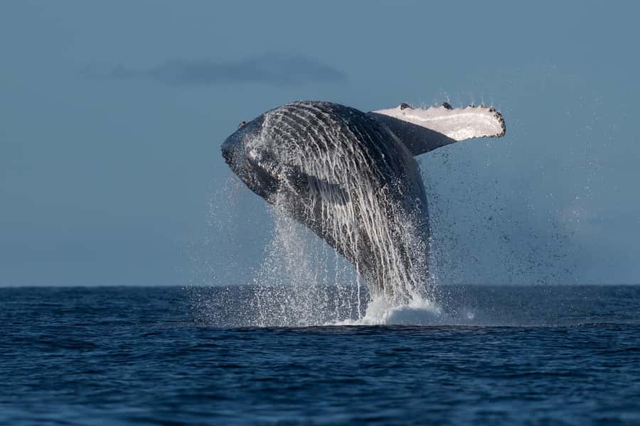 Mooloolaba: Whale Watching Cruise - Key points to know before booking