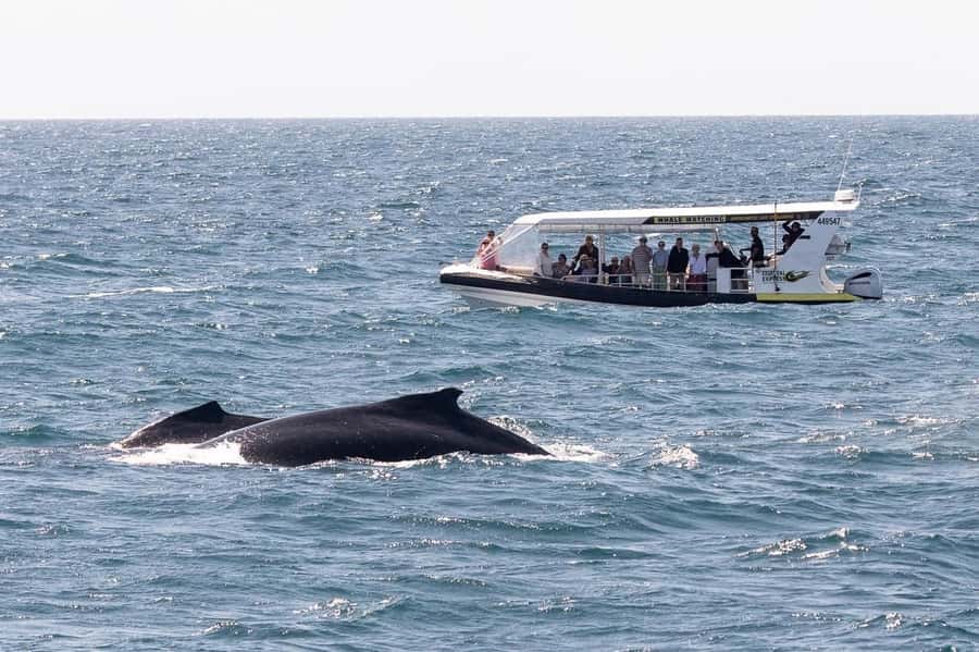 Mooloolaba: Whale Watching Cruise - Setting out from Mooloolaba Wharf