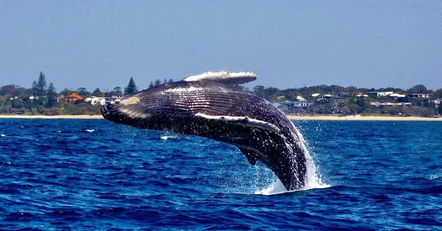 Mooloolaba: Whale Watching Cruise - Searching for humpback whales off the coast