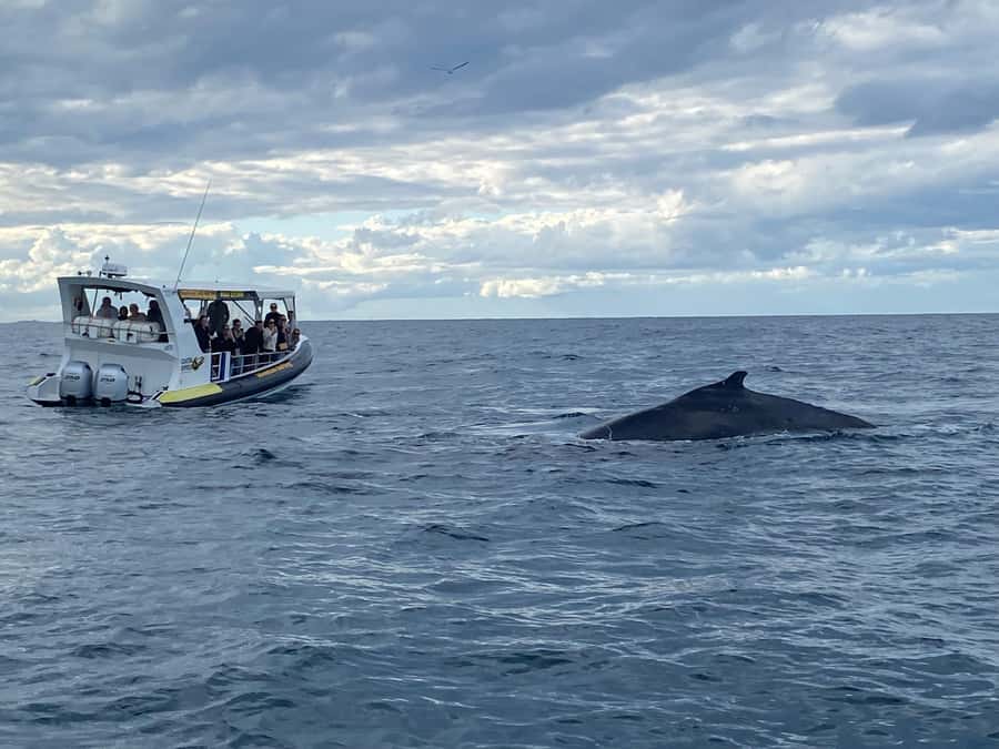 Mooloolaba: Whale Watching Cruise - The underwater cameras and extra wildlife