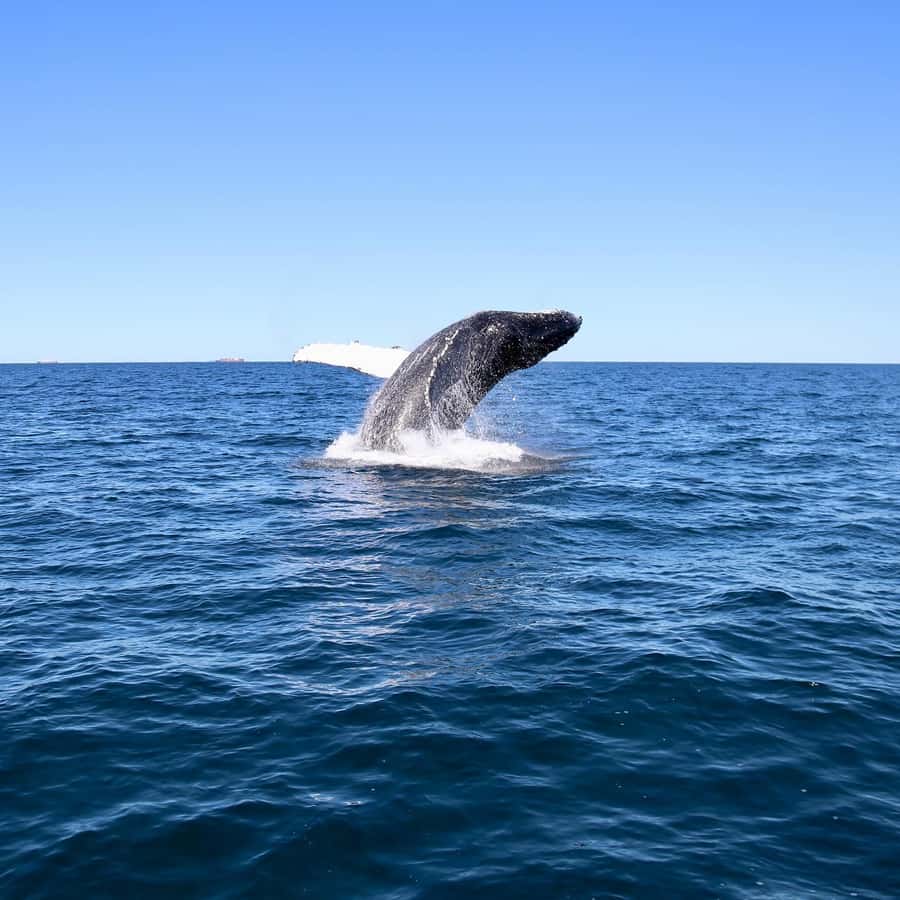 Mooloolaba: Whale Watching Cruise - Practical tips for a better morning or afternoon
