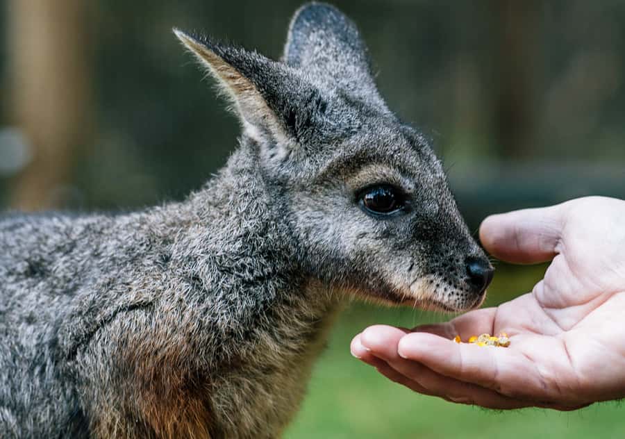 Moonlit Sanctuary Conservation Park Entry Ticket - Key things to know before you go