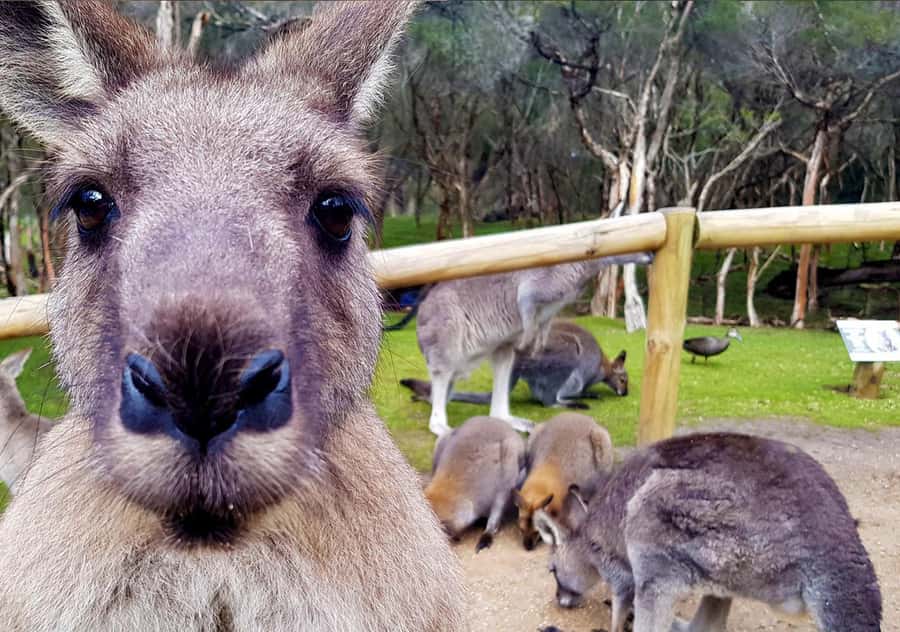 Moonlit Sanctuary Conservation Park Entry Ticket - Tasmanian devils and endangered Australian species