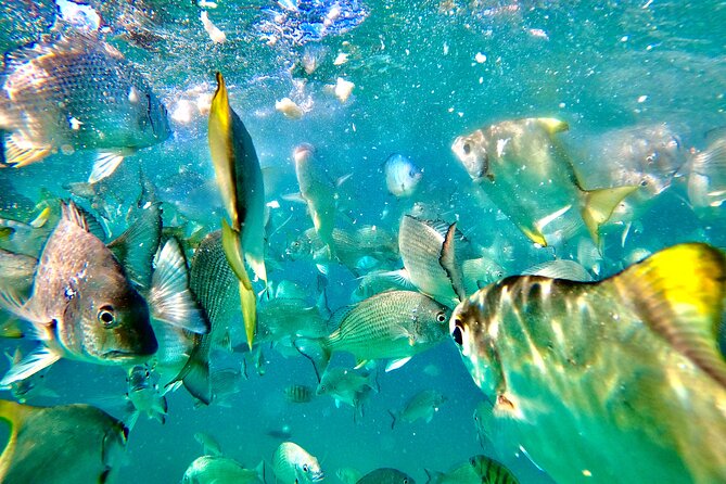 Moreton Island Day Trip (Kayak, Snorkel & Sandboard) frm Brisbane or Gold Coast - Snorkeling with a current and a small-group guide
