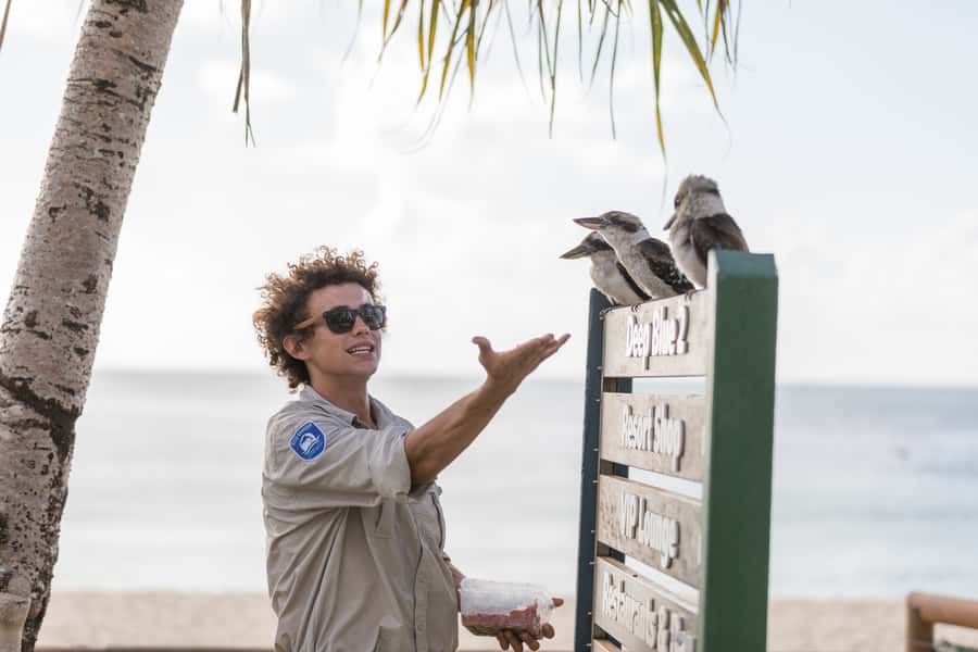 Moreton Island: Desert Safari Tour & Dolphin Viewing - Watching wild dolphins from Tangalooma’s jetty