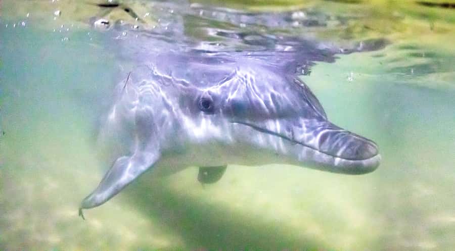 Moreton Island: Tangalooma ATV Quad Bike & Dolphin Feeding - Your island base at Tangalooma Resort