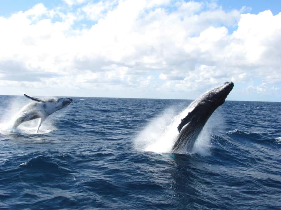 Moreton Island: Tangalooma Day Trip & Whale Watching Cruise - Humpback Whales Are the Reason to Go