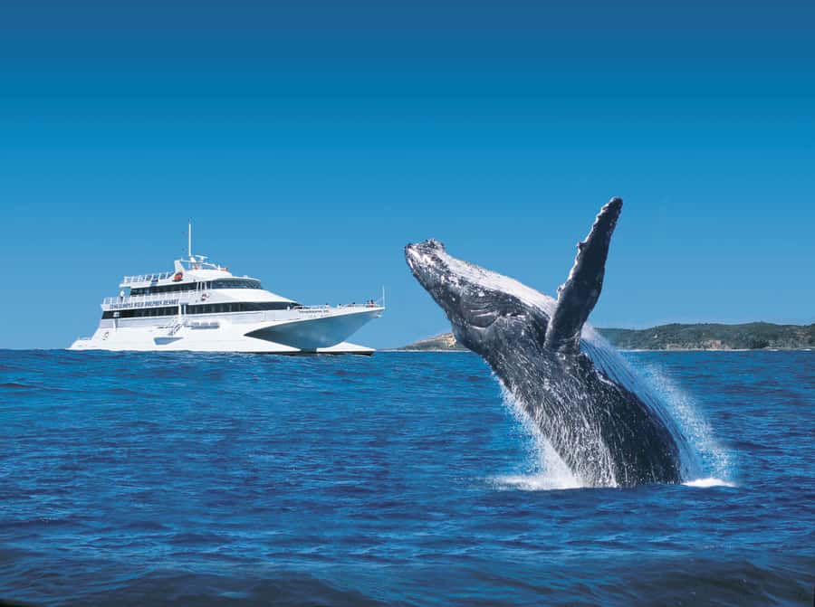 Moreton Island: Tangalooma Day Trip & Whale Watching Cruise - From Brisbane Wharf to Moreton Island