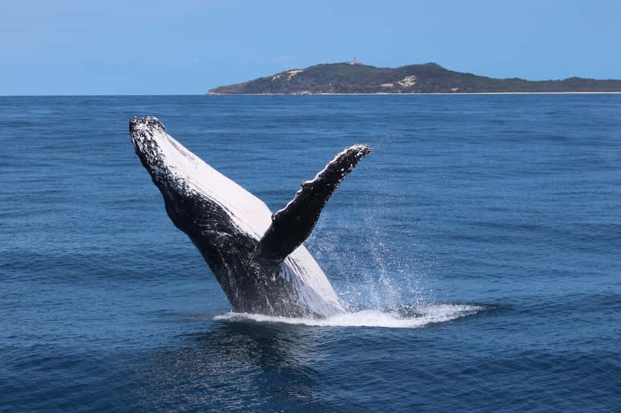 Moreton Island: Tangalooma Day Trip & Whale Watching Cruise - Three Hours on the Whale-Watching Catamaran