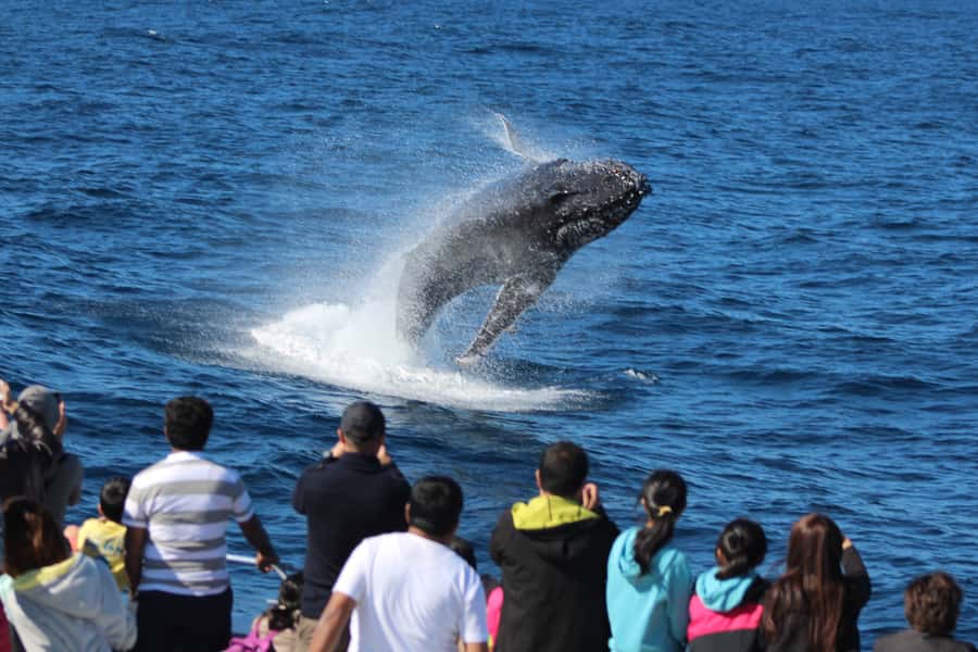 Moreton Island: Tangalooma Day Trip & Whale Watching Cruise - Lunch and Eco Ranger Learning