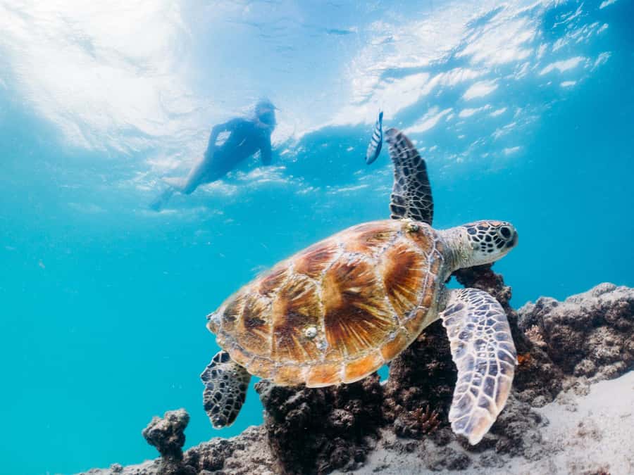 Moreton Island: Tangalooma Day Trip with Snorkeling Tour - The 75-minute cruise from Brisbane
