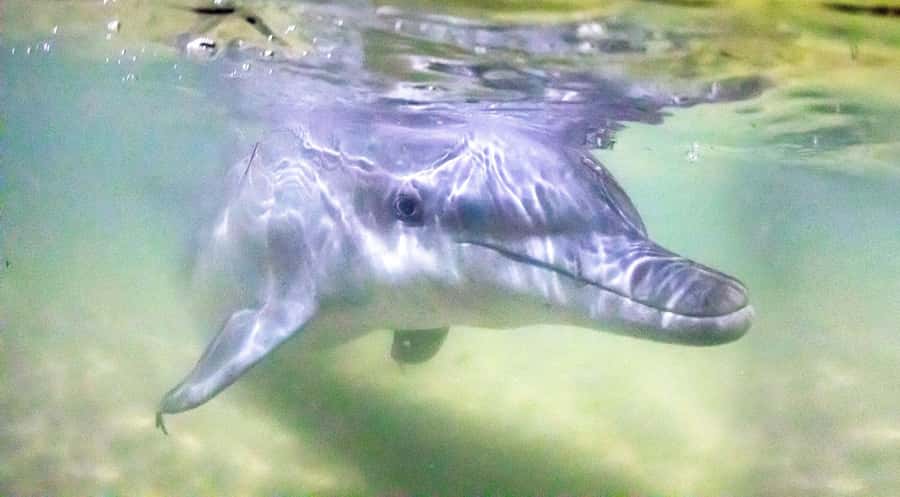 Moreton Island: Tangalooma Desert Safari and Dolphin Feeding - A resort base instead of a day on a boat