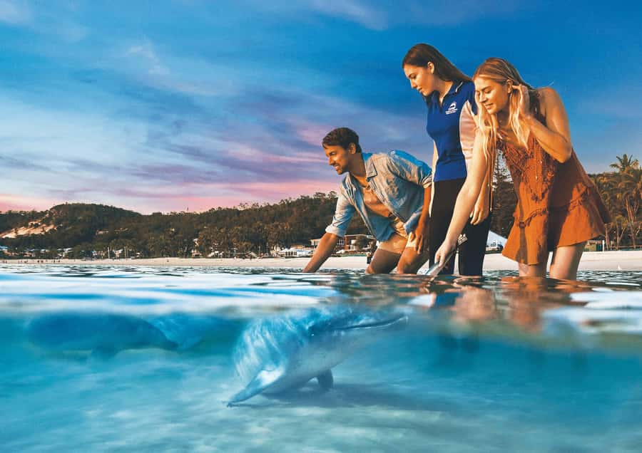 Moreton Island: Tangalooma Snorkeling Tour & Dolphin Feeding - Key points to know before booking