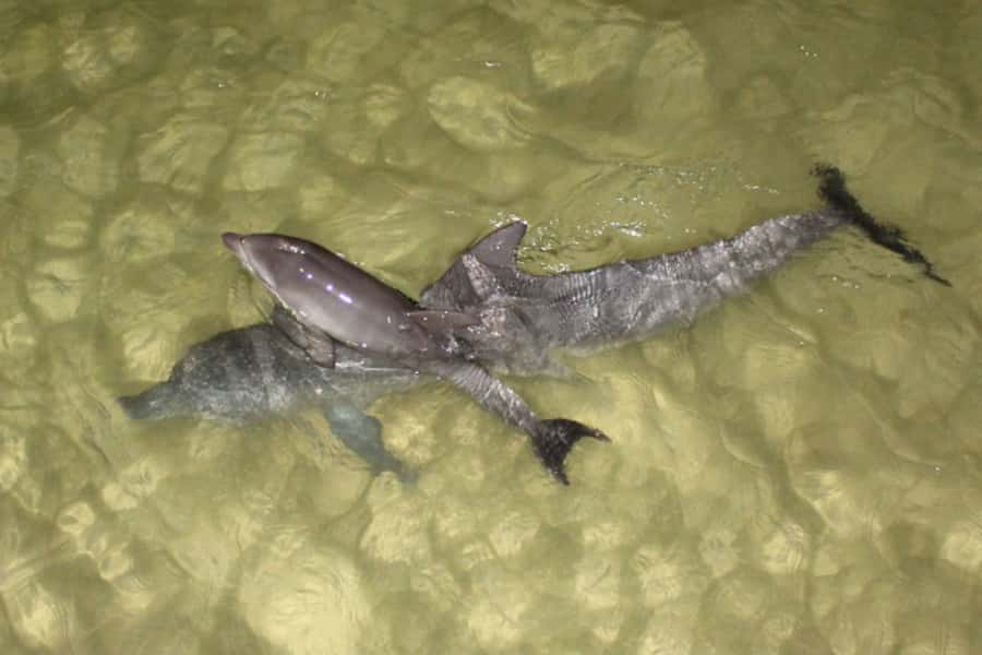 Moreton Island: Tangalooma Whale Watching & Dolphin Feeding - Should you book the Moreton Island day trip?