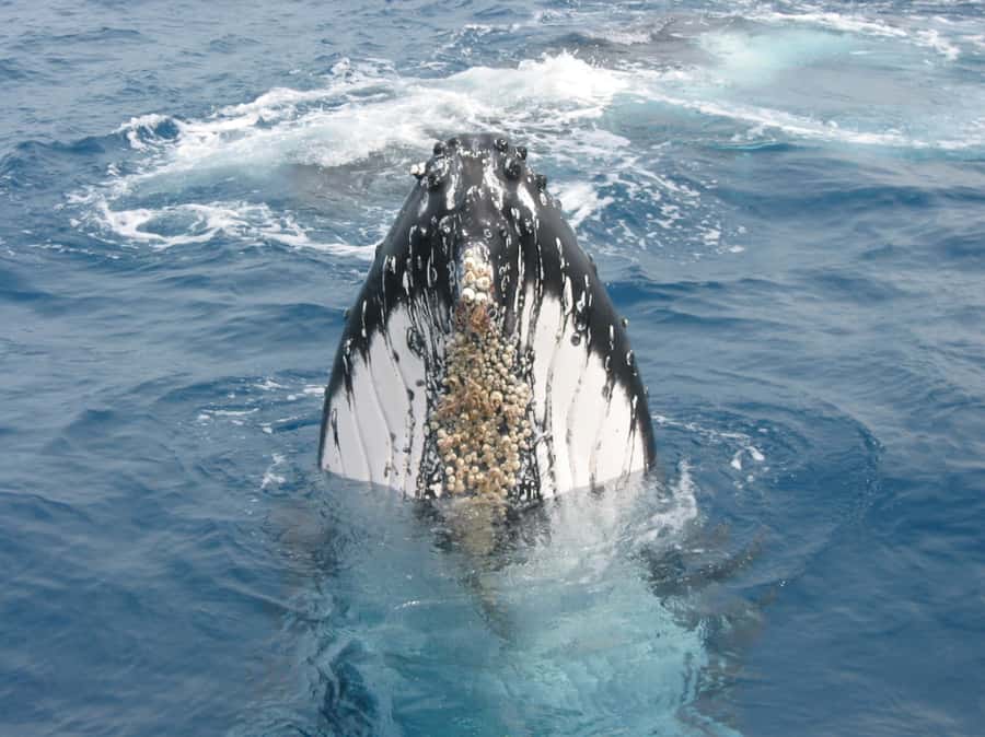 Moreton Island: Tangalooma Whale Watching & Dolphin Feeding - The three-hour whale cruise at midday