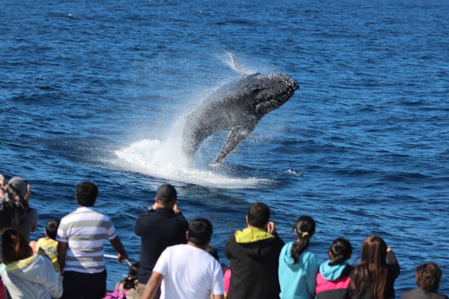 Moreton Island: Tangalooma Whale Watching & Dolphin Feeding - The Eco Centre presentation and afternoon gap