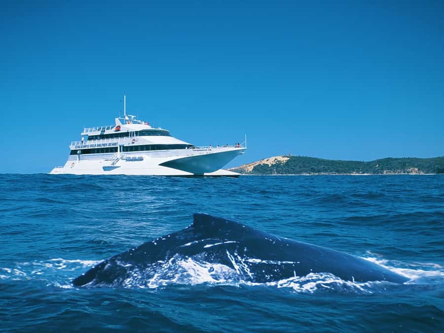 Moreton Island: Tangalooma Whale Watching & Dolphin Feeding - Morning free time at Tangalooma Island Resort