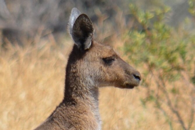 Morning Cruise on the Murchison River in Kalbarri (April to Nov) - Practical details that affect your morning