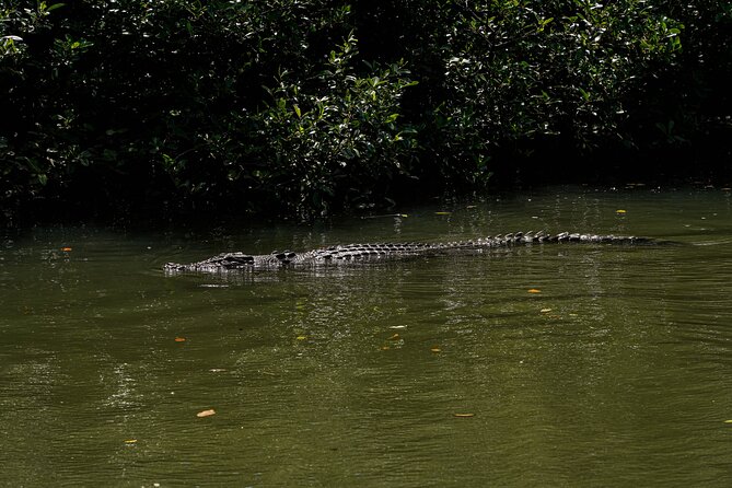 Morning Daintree Tour with River Cruise from Port Douglas - Morning tea with lamingtons