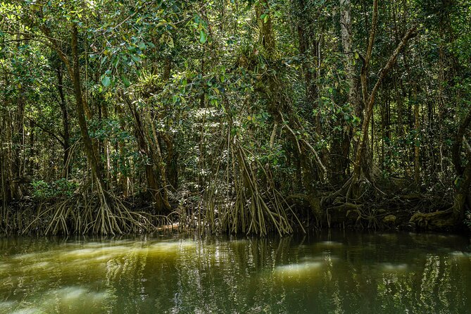 Morning Daintree Tour with River Cruise from Port Douglas - Weather can change the whole morning