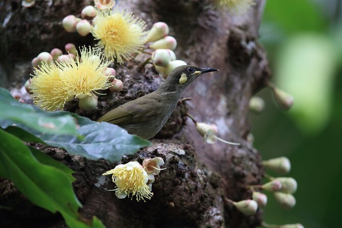 Mossman Gorge Daintree Experience Small Groups - Why this small-group Daintree day works well